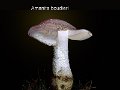Amanita boudieri-amf232